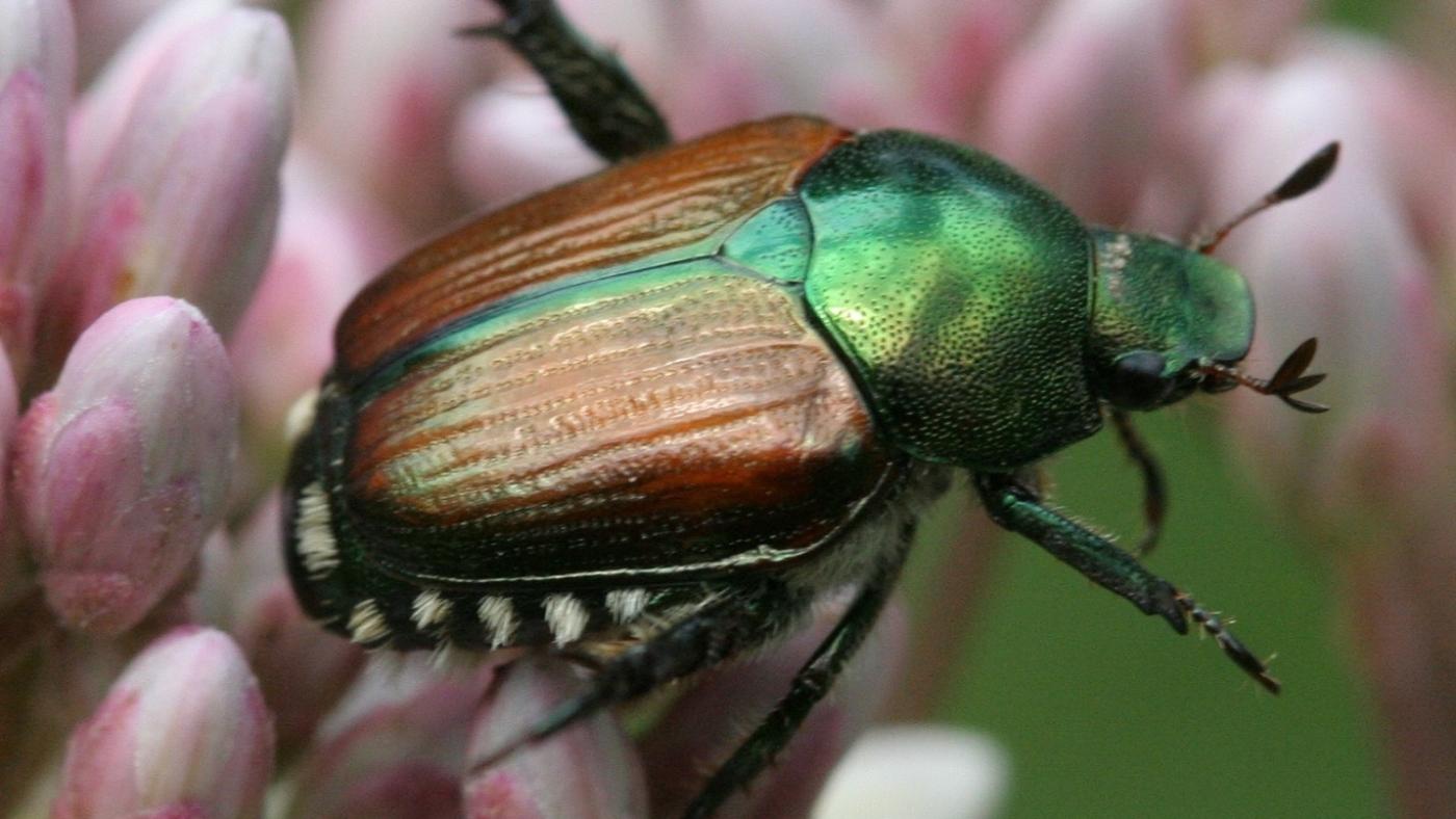 beetle